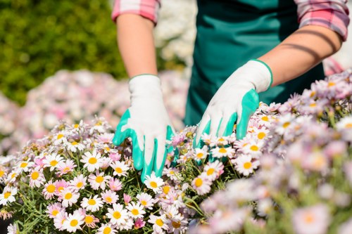 Professional gardeners working on a lawn in Camberwell